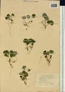 Chrysosplenium alternifolium L., Siberia, Russian Far East (S6) (Russia)