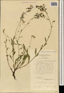 Campanula sibirica subsp. elatior (Fomin) Fed., Caucasus, Stavropol Krai, Karachay-Cherkessia & Kabardino-Balkaria (K1b) (Russia)