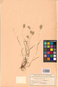 Eremopyrum orientale (L.) Jaub. & Spach, Eastern Europe, Moscow region (E4a) (Russia)