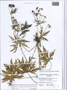 Geranium sergievskajae, Siberia, Baikal & Transbaikal region (S4) (Russia)