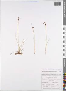 Juncus alpinoarticulatus subsp. rariflorus (Hartm.) Holub, Eastern Europe, Northern region (E1) (Russia)