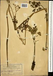 Anthriscus sylvestris subsp. sylvestris, Caucasus, Azerbaijan (K6) (Azerbaijan)