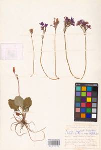 Primula elatior (L.) L., South Asia, South Asia (Asia outside ex-Soviet states and Mongolia) (ASIA) (Turkey)