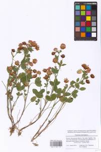 Trifolium hybridum L., Eastern Europe, Moscow region (E4a) (Russia)