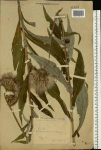Cirsium heterophyllum (L.) Hill, Eastern Europe, Eastern region (E10) (Russia)