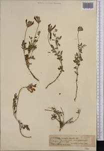 Astragalus albicaulis DC., Middle Asia, Muyunkumy, Balkhash & Betpak-Dala (M9) (Kazakhstan)