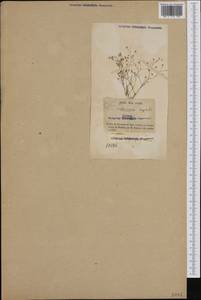 Spergularia segetalis (L.) G. Don, Western Europe (EUR) (France)