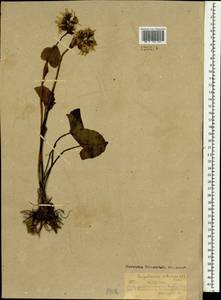 Ligularia sibirica (L.) Cass., Mongolia (MONG) (Mongolia)