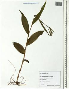 Epipactis palustris (L.) Crantz, Eastern Europe, North-Western region (E2) (Russia)
