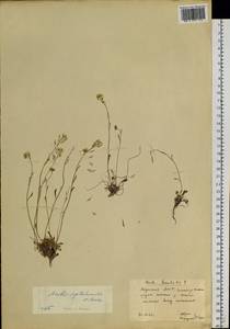 Arabidopsis septentrionalis (N. Busch) D. A. German, Siberia, Yakutia (S5) (Russia)