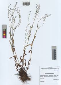 KUZ 005 825, Myosotis imitata Serg., Siberia, Altai & Sayany Mountains (S2) (Russia)