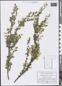 Caragana frutex (L.) K.Koch, Eastern Europe, Central forest-and-steppe region (E6) (Russia)