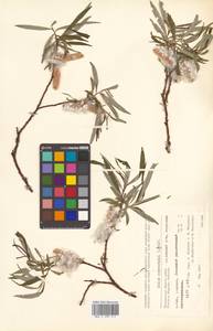 Salix schwerinii E. L. Wolf, Siberia, Chukotka & Kamchatka (S7) (Russia)