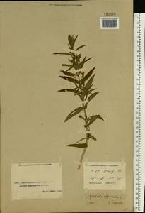 Gratiola officinalis L., Middle Asia, Caspian Ustyurt & Northern Aralia (M8) (Kazakhstan)