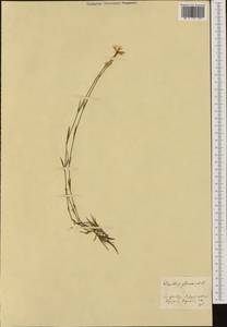 Dianthus plumarius, Western Europe (EUR)