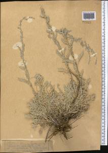 Artemisia schrenkiana Ledeb., Middle Asia, Muyunkumy, Balkhash & Betpak-Dala (M9) (Kazakhstan)