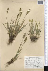 Trisetum spicatum (L.) K.Richt., Middle Asia, Pamir & Pamiro-Alai (M2) (Tajikistan)