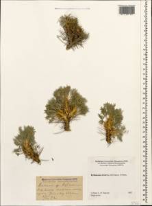 Astragalus denudatus Stev., Caucasus, Stavropol Krai, Karachay-Cherkessia & Kabardino-Balkaria (K1b) (Russia)