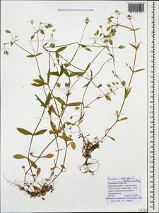 Cerastium haussknechtii Boiss., Caucasus, Stavropol Krai, Karachay-Cherkessia & Kabardino-Balkaria (K1b) (Russia)