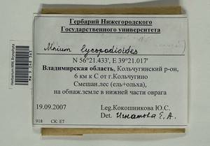 Mnium lycopodioides Schwägr., Bryophytes, Bryophytes - Middle Russia (B6) (Russia)