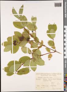 Lonicera caucasica subsp. orientalis (Lam.) D. F. Chamb. & Long, Caucasus, Stavropol Krai, Karachay-Cherkessia & Kabardino-Balkaria (K1b) (Russia)
