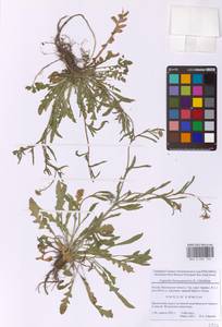 Capsella bursa-pastoris (L.) Medik., Eastern Europe, Moscow region (E4a) (Russia)