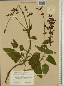 Salvia kuznetzovii Sosn., Caucasus, Stavropol Krai, Karachay-Cherkessia & Kabardino-Balkaria (K1b) (Russia)