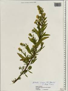 Dittrichia viscosa (L.) Greuter, South Asia, South Asia (Asia outside ex-Soviet states and Mongolia) (ASIA) (Israel)