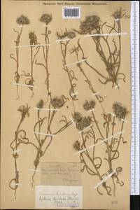Epilasia hemilasia (Bunge) C. B. Cl., Middle Asia, Syr-Darian deserts & Kyzylkum (M7) (Kazakhstan)