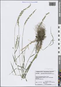 Elymus macrourus (Turcz. ex Steud.) Tzvelev, Siberia, Central Siberia (S3) (Russia)
