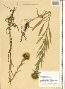 Carlina biebersteinii subsp. brevibracteata (Andrae) K. Werner, Eastern Europe, Northern region (E1) (Russia)