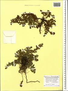 Hypericum linarioides, Caucasus, Stavropol Krai, Karachay-Cherkessia & Kabardino-Balkaria (K1b) (Russia)