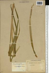 Carex riparia Curtis, Eastern Europe, Rostov Oblast (E12a) (Russia)