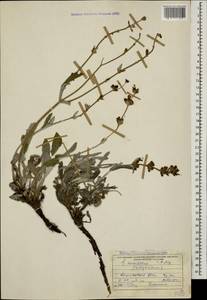 Salvia canescens var. daghestanica (Sosn.) Menitsky, Caucasus, Dagestan (K2) (Russia)