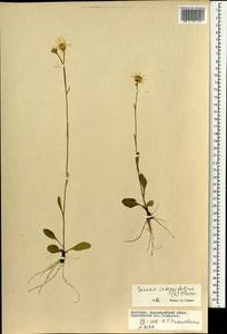 Tephroseris integrifolia (L.) Holub, Mongolia (MONG) (Mongolia)