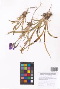 Iris scariosa Willd. ex Link, Eastern Europe, Lower Volga region (E9) (Russia)