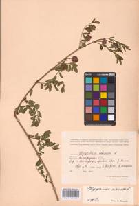 Glycyrrhiza echinata L., Eastern Europe, Lower Volga region (E9) (Russia)