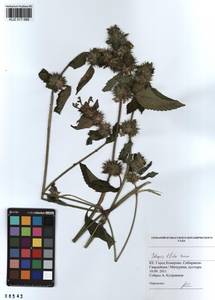 Galeopsis bifida Boenn., Siberia, Altai & Sayany Mountains (S2) (Russia)