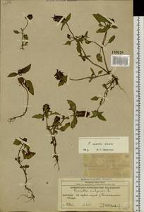 Prunella vulgaris subsp. asiatica (Nakai) H.Hara, Siberia, Chukotka & Kamchatka (S7) (Russia)