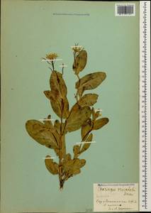 Conringia orientalis (L.) Dumort., Caucasus, Armenia (K5) (Armenia)