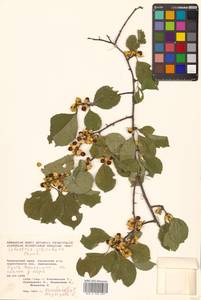 Celastrus orbiculatus Thunb., Siberia, Russian Far East (S6) (Russia)