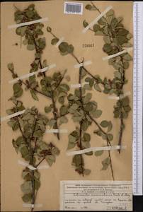 Cotoneaster multiflorus Bunge, Middle Asia, Western Tian Shan & Karatau (M3) (Kazakhstan)