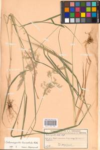 Calamagrostis canescens (Weber) Roth, Eastern Europe, Moscow region (E4a) (Russia)