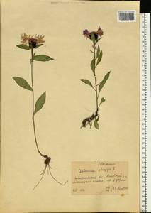 Centaurea phrygia L., Eastern Europe, West Ukrainian region (E13) (Ukraine)