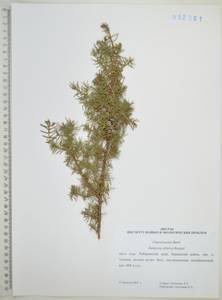 Juniperus communis var. saxatilis Pall., Siberia, Russian Far East (S6) (Russia)
