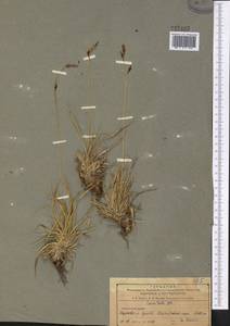 Carex stenocarpa Turcz. ex V.I.Krecz., Middle Asia, Northern & Central Tian Shan (M4) (Kazakhstan)