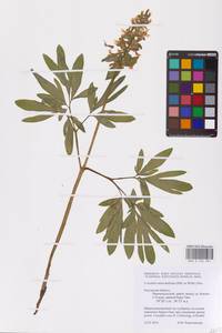 Corydalis cava (L.) Schweigg. & Körte, Eastern Europe, Central region (E4) (Russia)