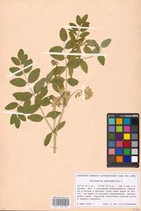 Astragalus glycyphyllos L., Eastern Europe, Moscow region (E4a) (Russia)