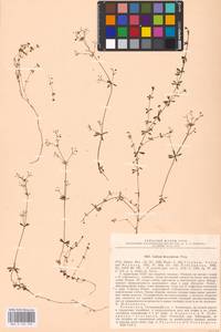 Galium saxatile var. saxatile, Eastern Europe, North-Western region (E2) (Russia)