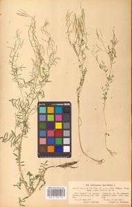 Cardamine parviflora L., Eastern Europe, North Ukrainian region (E11) (Ukraine)